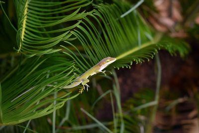 Close-up of green leaf