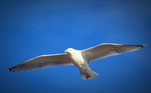 Low angle view of seagull flying in sky