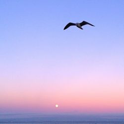 Birds flying over sea