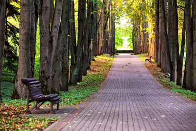 Empty bench amidst trees in park