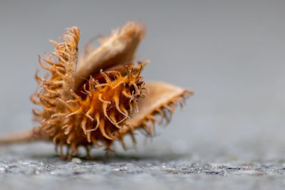 Close-up of dried plant