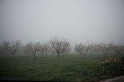 Trees on field against clear sky