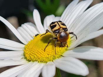 Close-up of insect on flower