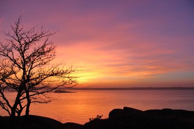 Silhouette of bare trees at sunset