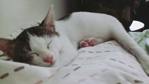 Close-up of cat lying down