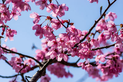 Low angle view of cherry blossom