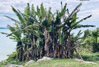Palm tree by sea against sky