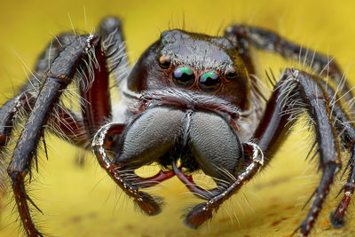 Close-up of spider