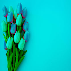 High angle view of tulips against blue background