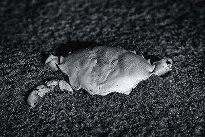 Close-up of crab on sand