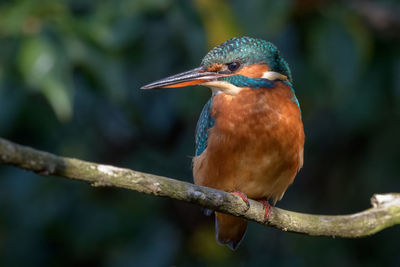 Close-up of bird perching on branch