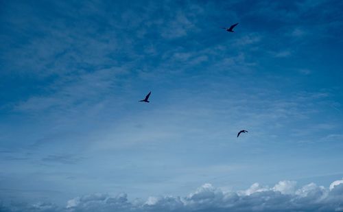 Low angle view of seagulls flying in sky