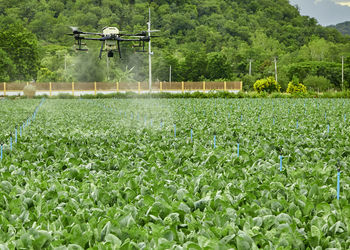 Scenic view of agricultural field