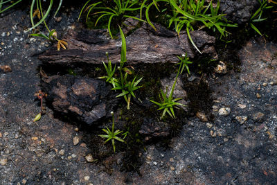 High angle view of lizard on the ground