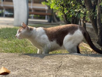 Cat looking away