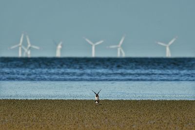 View of seagull on beach against sky