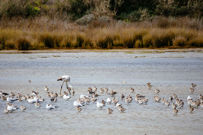 Birds in ria formosa national park