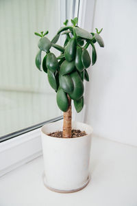 Juicy houseplant crassula on the windowsill against the background of the window. 