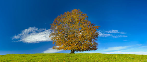 Single beech tree in autumn