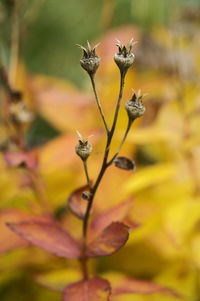 Close-up of yellow flowering plant