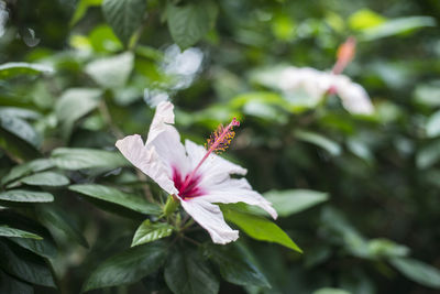 Close-up of pink flower