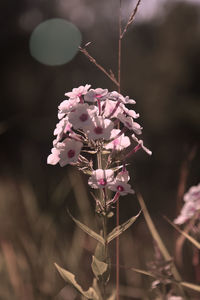 Close-up of pink flowers