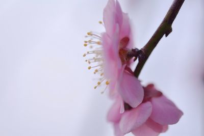 Close-up of pink flowers