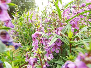 Close-up of purple flowers blooming outdoors