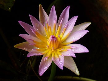 Close-up of water drops on pink flower at night