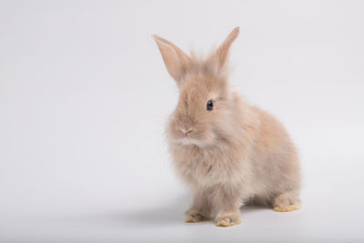 Close-up of a rabbit over white background
