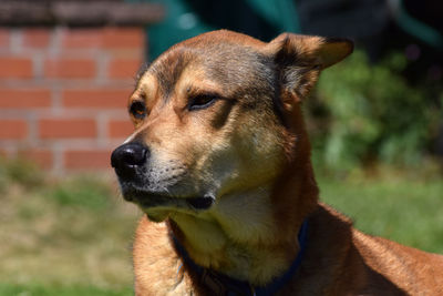 Close-up of dog looking away