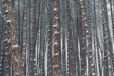 Full frame shot of trees in forest