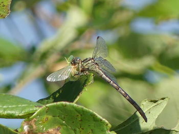 Close-up of dragonfly on leaf