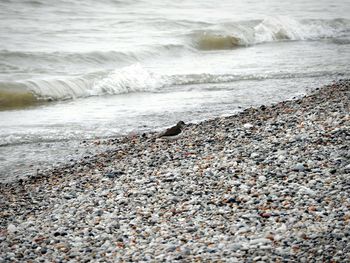 View of crab on beach