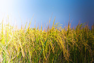 Close-up of wheat field against clear blue sky