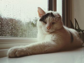 Close-up of cat looking through window