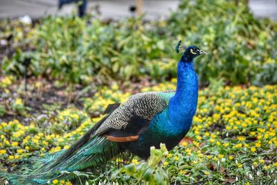 Close-up of peacock on field