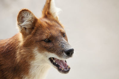 Close-up of dog over white background