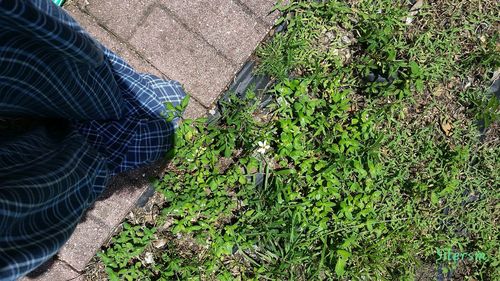 Plants growing on field