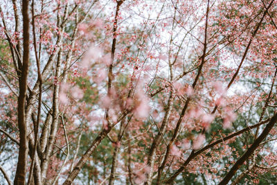 Low angle view of cherry blossom tree