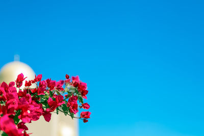 Low angle view of pink flowering plant against blue sky