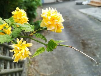 Close-up of yellow flowering plant