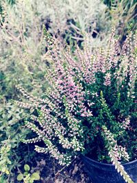 Close-up of flowers blooming on plant