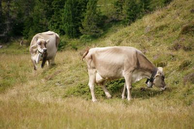 Cows on field