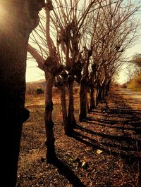 Bare trees on field against sky