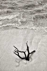 Driftwood at sea shore