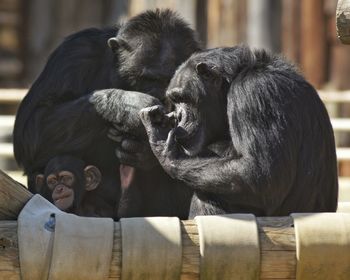 Chimpanzees with infant on field