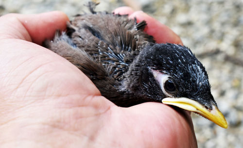 Close-up of a hand holding a bird