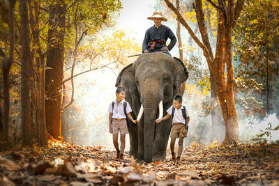Man sitting on elephant with boys walking in forest