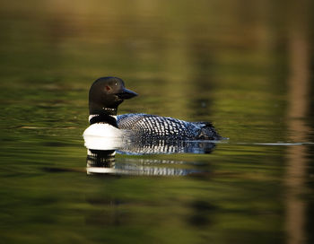 Close-up of common loon swimming in lake